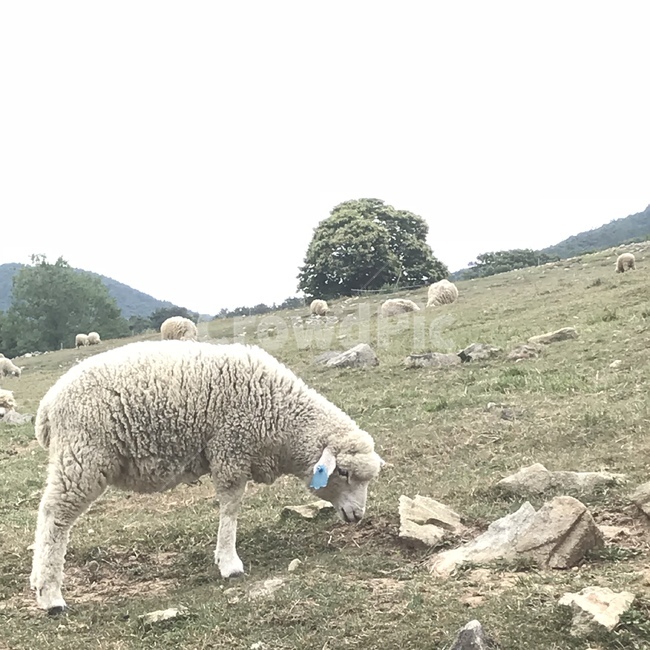 양,목장,들판,양떼,양털,동물,animal,포유류,mammal,산업,industry,industrial,목축업,목장,livestock farming,ranching,pasture