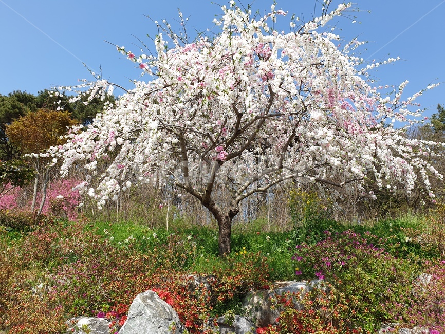 겹벗꽃,봄,풍경,꽃,흰색