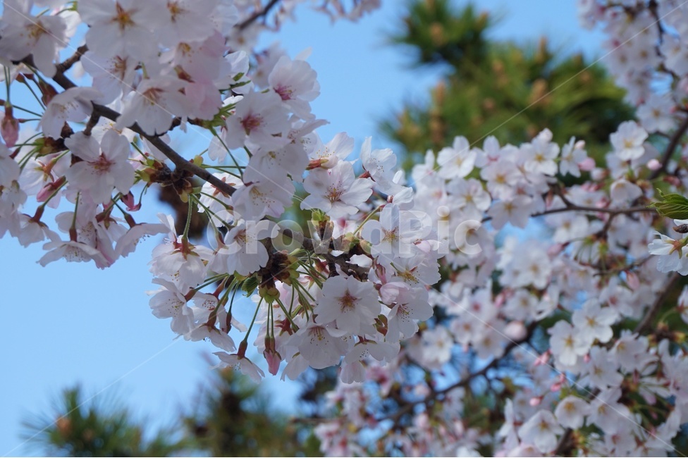 제주도,벚꽃,나무,꽃잎,flower,꽃,핑크,예쁜,아름다운,봄,계절,spring,season,식물,자연,plants,nature,꽃,flower,plant,blossom