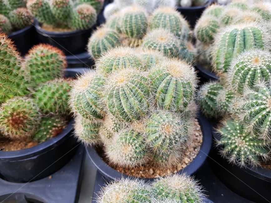 선인장,식물,plant,cactus,화분,가시