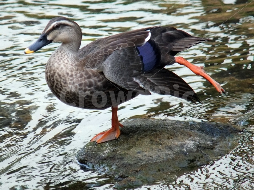 오리,동물,조류,온천천,부산,생태,하천,동물,animal,조류,새,birds