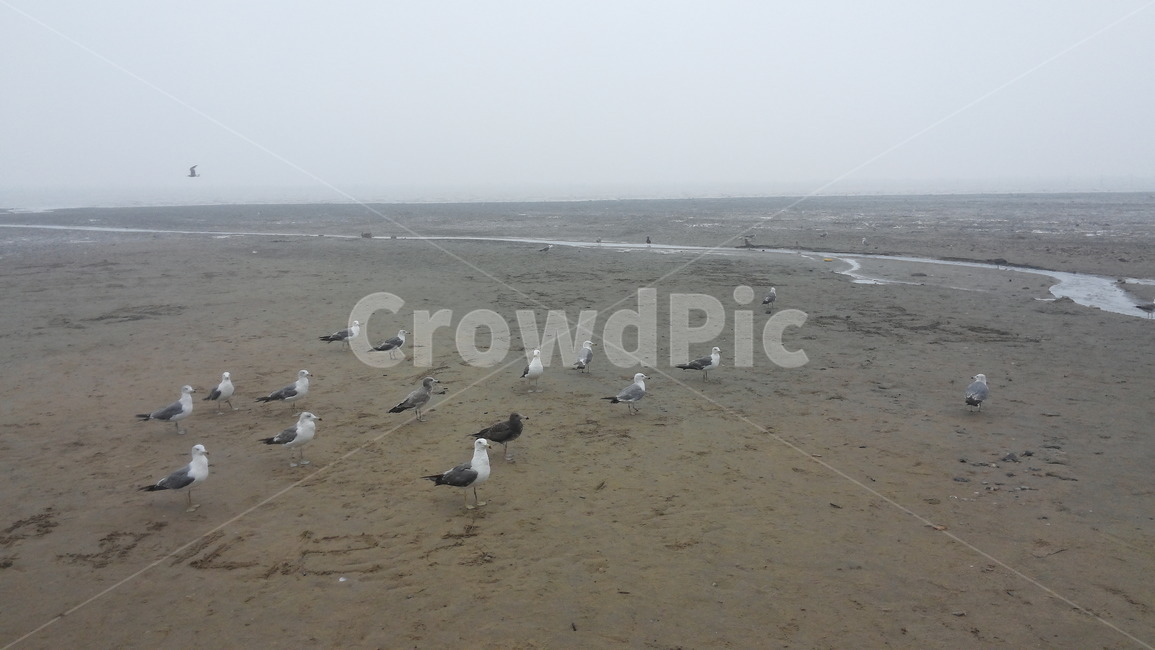 바다,바닷가,갈매기,새,자연,풍경,경치,동물,sean,ocean,seagull,gull,nature,bird,outdoors,옥외,landscape