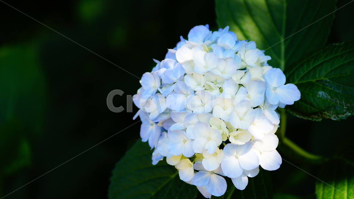 수국,수국꽃,꽃,꽃길,식물,식물,자연,plants,nature,꽃,flower