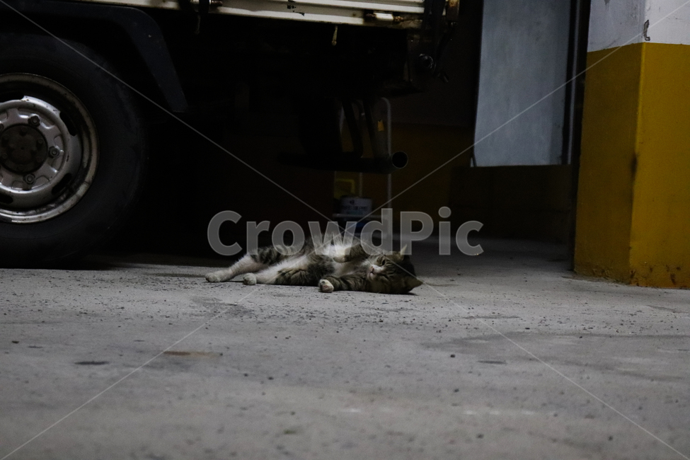 길냥이,고양이,양반고양이,양반,휴식,힐링중인고양이,힐링,cat,streetcat,동물,animal,포유류,mammal,고양이,cat,kitten,kitty