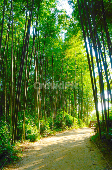 야외,햇살,대나무,길,상쾌한,신선한,따뜻한,밝은,빛,자연,풍경,nature,landscape,plant,식물