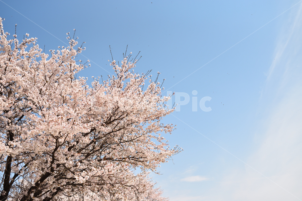 벚꽃,봄,꽃,산책,하늘,화창함,솜사탕,야외,공원,나들이,풍경,봄,계절,spring,season,자연,풍경,nature,landscape,plant,식물