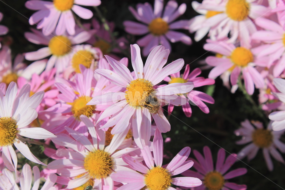 margueritedaisy,daisy,marguerite,가을,꽃,autumn,fall,flower,flowers,plant,식물,데이지,마가렛,blossom,pollen,벌,꿀벌,bee,honeybee,식물,자연,plants,nature,꽃,flower,곤충,벌레,insect,bug