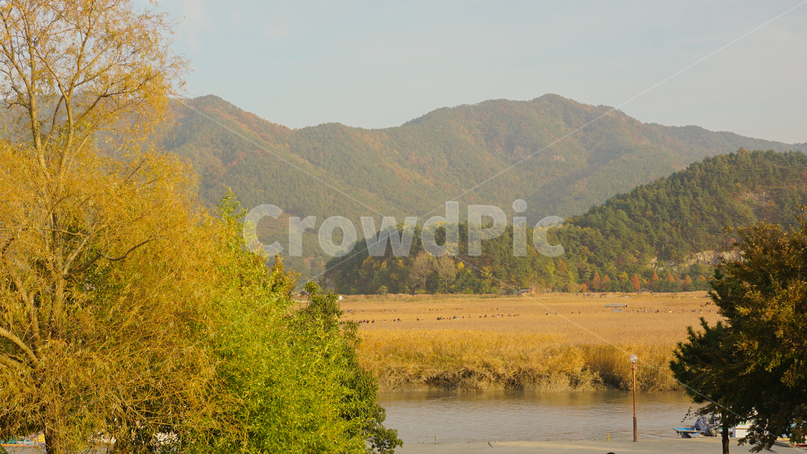 가을,갈대,갈대밭,계절,가을감성,갈색,황금빛,fall,nature,landscape,풍경,자연,가을,계절,fall,autumn,season,자연,풍경,nature,landscape,outdoors,옥외,water,물,land,땅