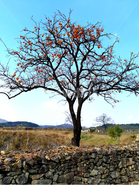 감나무,감,하늘,가을,풍경,가을,계절,fall,autumn,season,식물,자연,plants,nature,나무,trees,wood,tree trunk,나무 줄기,tree,plant,ground,바닥