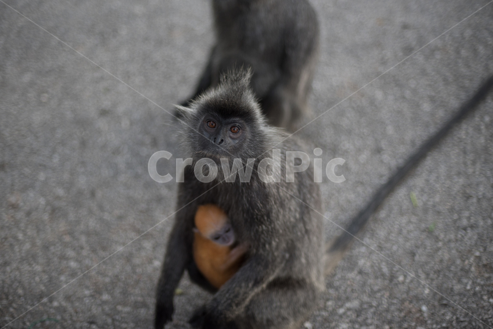 monkey,원숭이,wildlife,야생생물,mammal,포유류,animal,동물,동물,animal,포유류,mammal