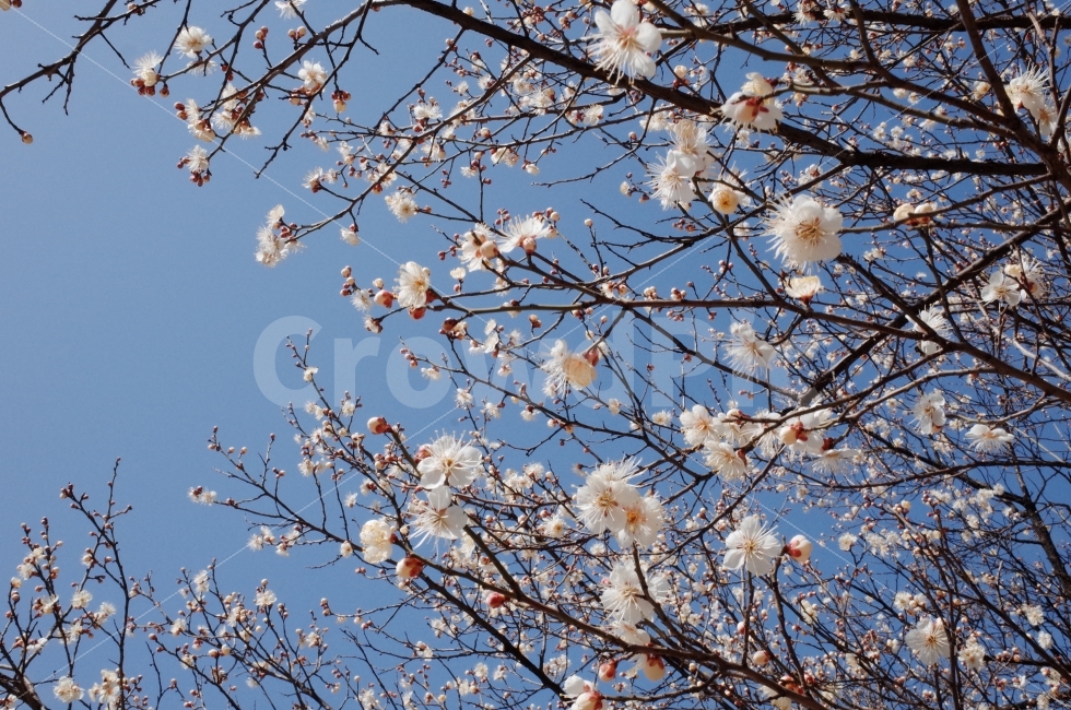 매화,꽃,봄,하늘,파란,흰꽃,나무,야외,한국,봄,계절,spring,season,식물,자연,plants,nature,꽃,flower,plant,blossom