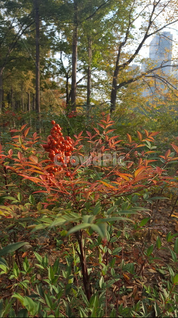 가을,햇살,빨강,식물,자연,열매,숲,힐링,식물,자연,plants,nature,과일,열매,fruit