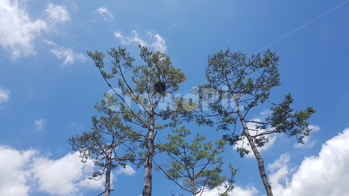 하늘,파란하늘,구름,뭉게구름,하얀구름,파란,하얀,흰색,cloud,sky,bluesky,맑은하늘,나무,trees,wood