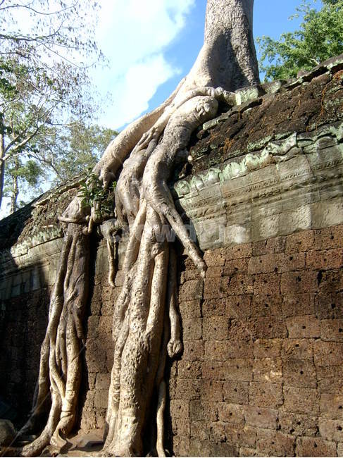 cambodia,캄보디아,앙코르와트,크메르,유적,유적지,뿌리,거대나무