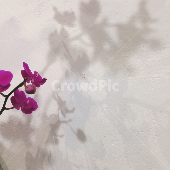 꽃,그림자,shadow,식물,자연,배경,식물,자연,plants,nature,꽃,flower