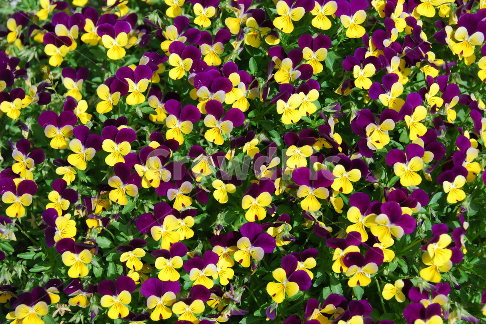 꽃,식물,자연,봄,대비,아름다움,식물,자연,plants,nature,꽃,flower
