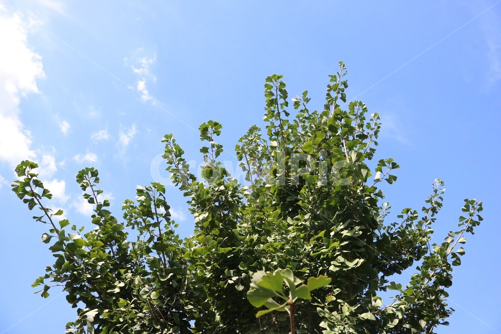 하늘,구름,자연,나무,식물,초록,파랑,흰색,sky,sora,cloud,kumo,nature,tree,ki,plants,shokubutsu,green,midori,blue,ao,white,shiro,은행나무,ginkgo,ginnannoki,자연,풍경,nature,landscape,식물,plants,plant