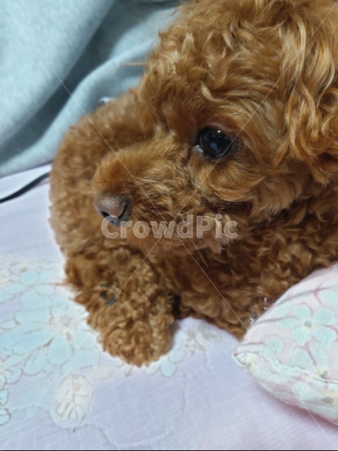animal,동물,dog,애완동물,pet,포유류,mammal,개,강아지,동물,animal,포유류,mammal,개,강아지,dog,doggy