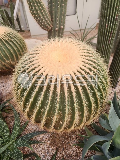 round,thorn,Cactus,cactus,Cactus closeup
