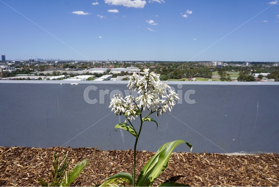 시드니,Sydney,풍경,scenery,하늘,sky,태양,sun,꽃,flower,호주australia,식물,자연,plants,nature,꽃,flower
