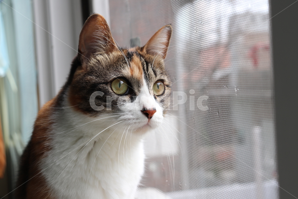 고양이,코리안숏헤어,코숏,삼색고양이,성인묘,삼색,냐옹이,애옹이,한국고양이