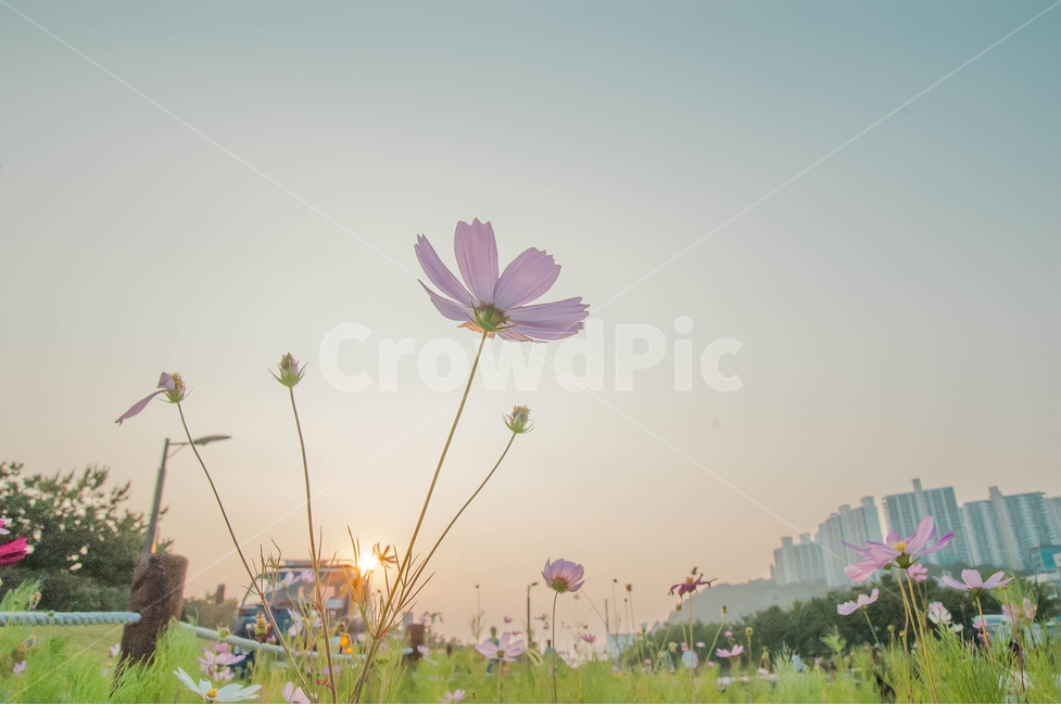 자연,풍경,여름,가을,꽃,가을,계절,fall,autumn,season,식물,자연,plants,nature,꽃,flower,감성,sensible,feeling,plant,grass,잔디,outdoors,옥외,petal,꽃잎,blossom