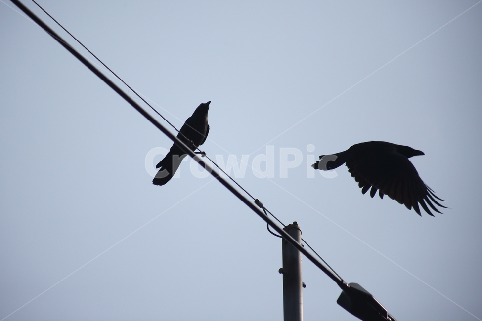 까마귀,새,조류,carrioncrow,bird,동물,animal,조류,새,birds