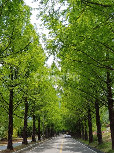 메타세콰이어,길,가로수길,현충원,나무,하늘,도로