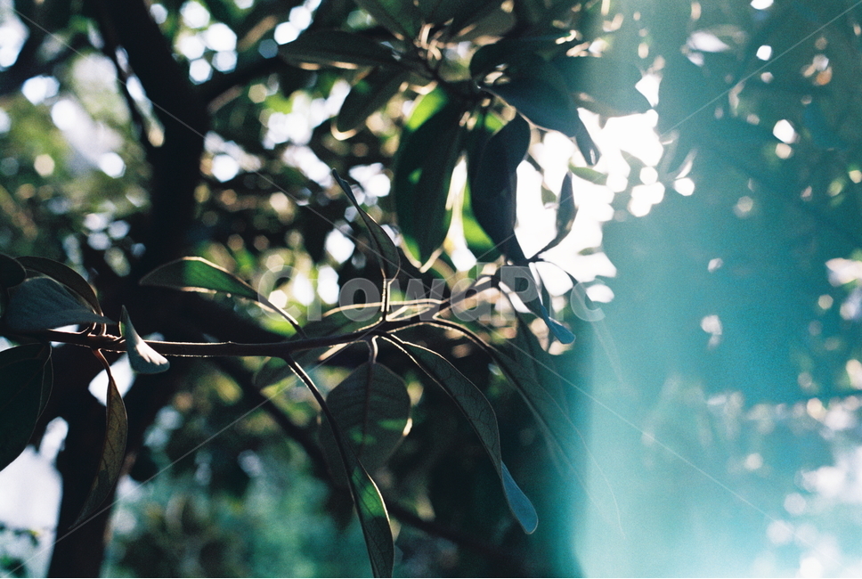 나무,햇빛,필름카메라,필름,역광,식물,자연,plants,nature,감성,sensible,feeling,휴식,힐링,rest,relaxation,healing