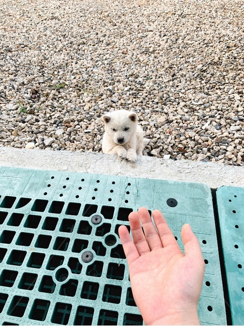 개,백구,강아지,귀여운,귀여움,동물,animal,포유류,mammal,개,강아지,dog,doggy