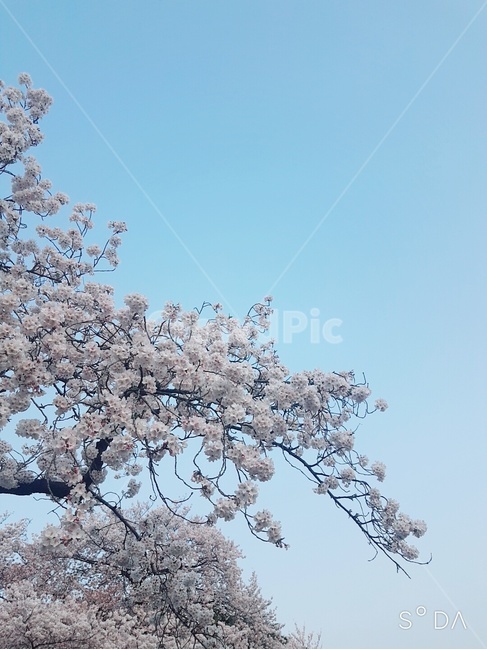 식물,벚꽅,꽃,나무,나뭇가지,하늘,봄,식물,자연,plants,nature,꽃,flower,나무,trees,wood