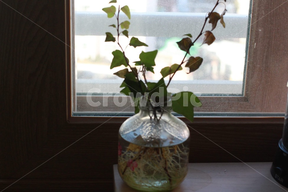 꽃병,꽃,물,식물,녹색,실내용화초,화분,화초,house plant