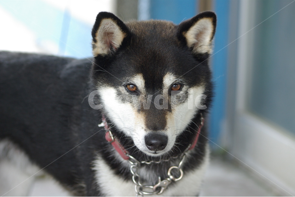 시바견,시바이누,shibainu,검정,black,dog,개,동물,animal,포유류,mammal,개,강아지,dog,doggy