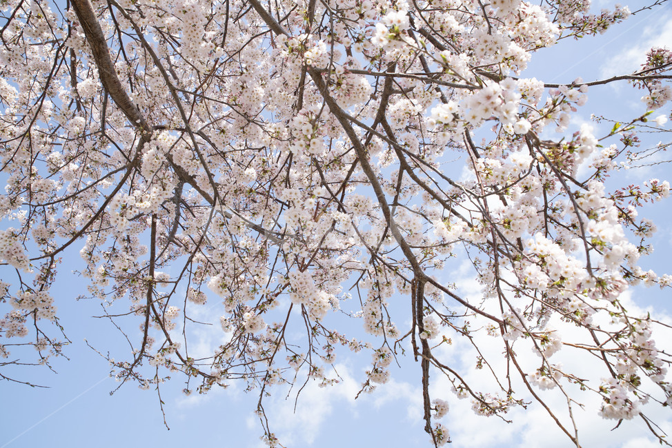 벚나무,벚꽃,봄,봄꽃,꽃나무,plant,식물,blossom,꽃,flower,cherryblossom