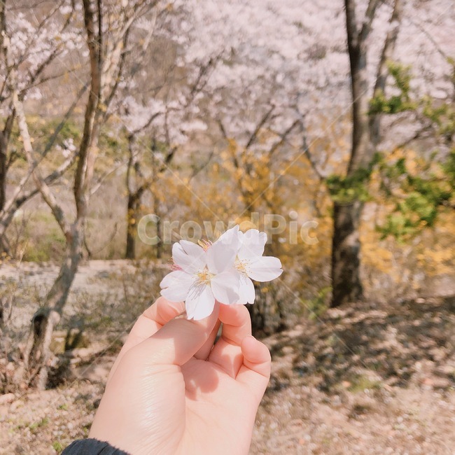 벚꽃,분홍,봄,나무,하늘