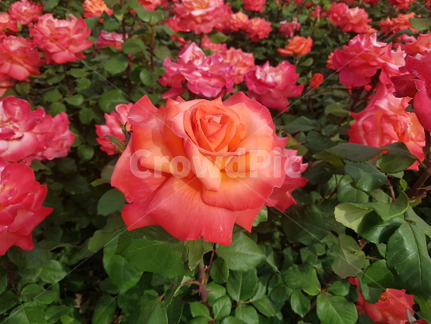 자연,꽃,장미,식물,rose