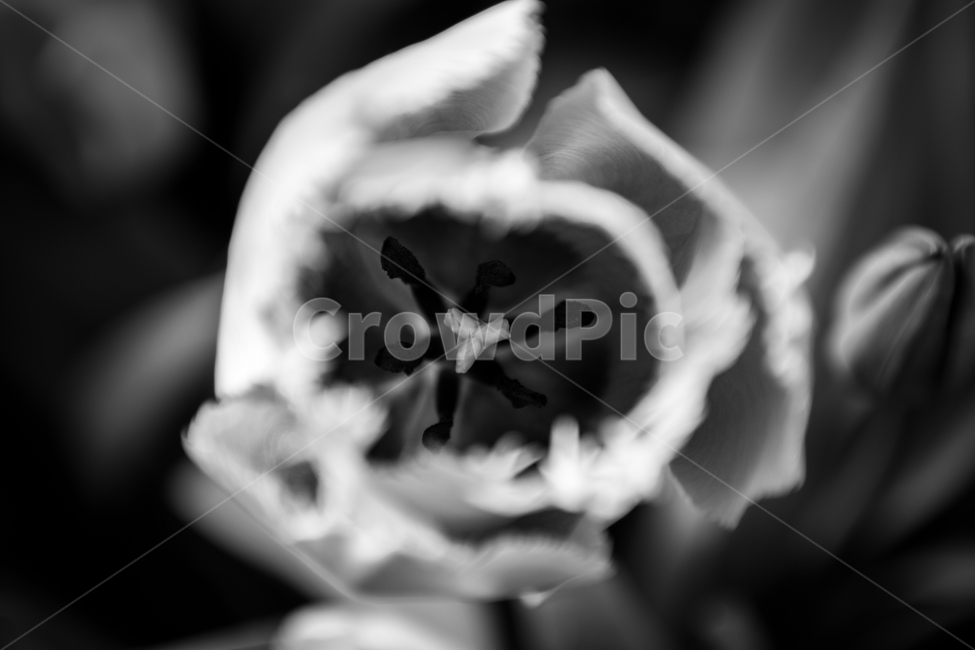 꽃,확대,꽃잎,마이크로,흑백,흑백사진,디테일,식물,자연,plants,nature,꽃,flower,흑백,모노톤,monochrome,black and white