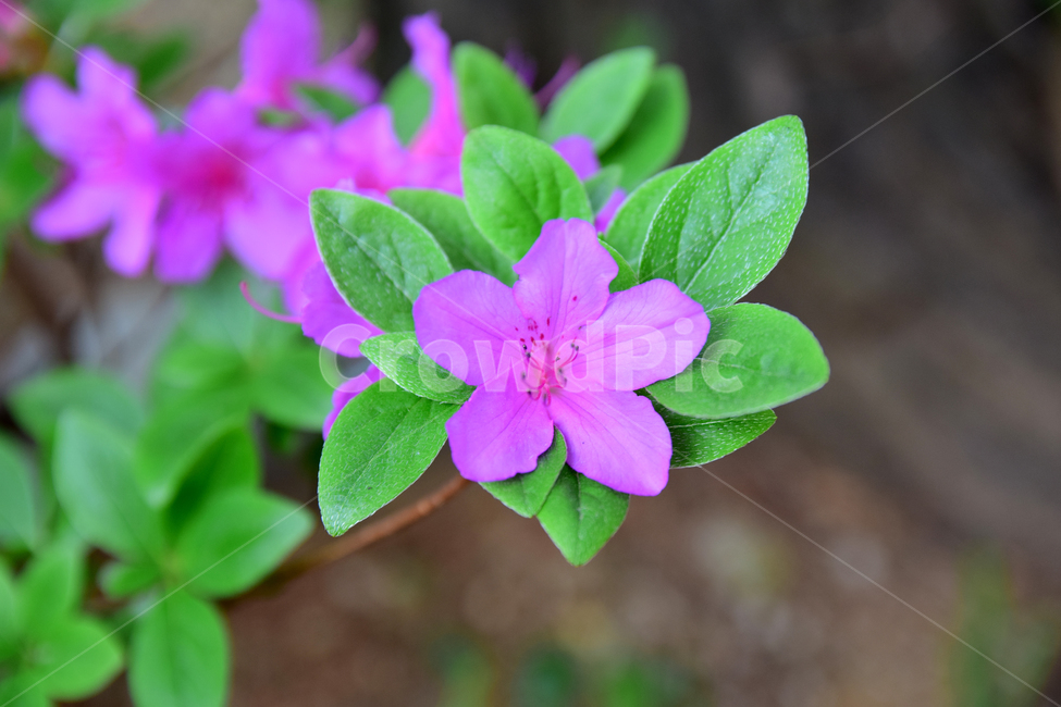 철쭉,진달래,꽃,빨간꽃,식물,자연,보라색,핑크,plant,nature,flower,네이처,플랜트,배경,화사한,식물,자연,plants,nature,꽃,flower