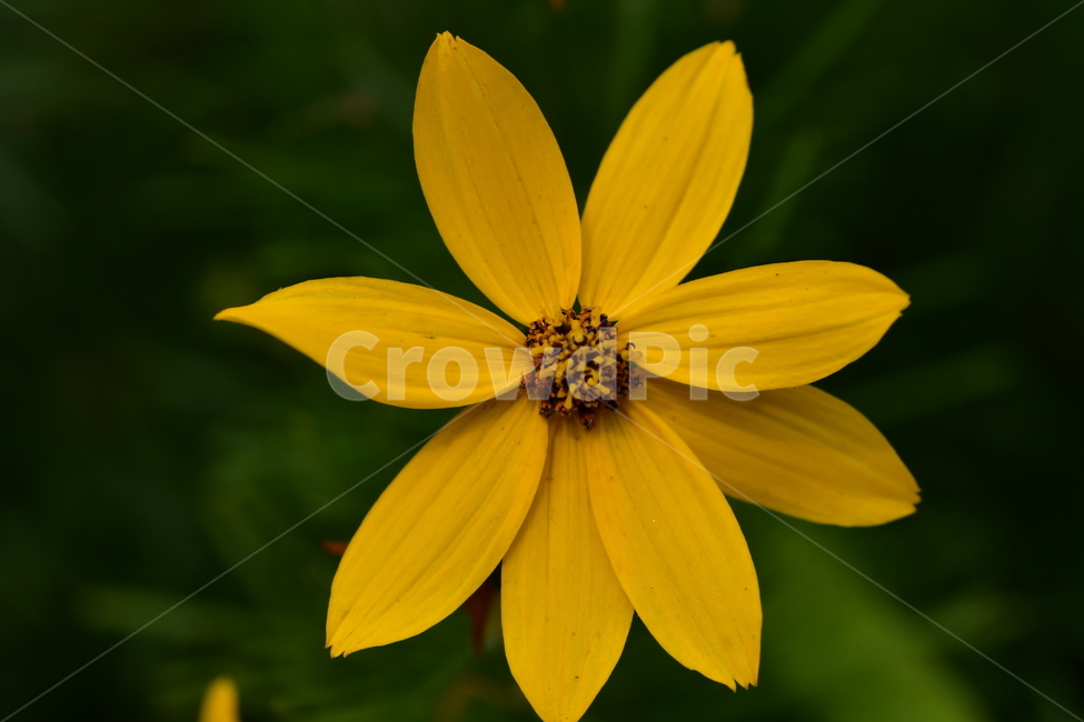 야생화,자연,봄,노랑,꽃,식물,자연,plants,nature,꽃,flower