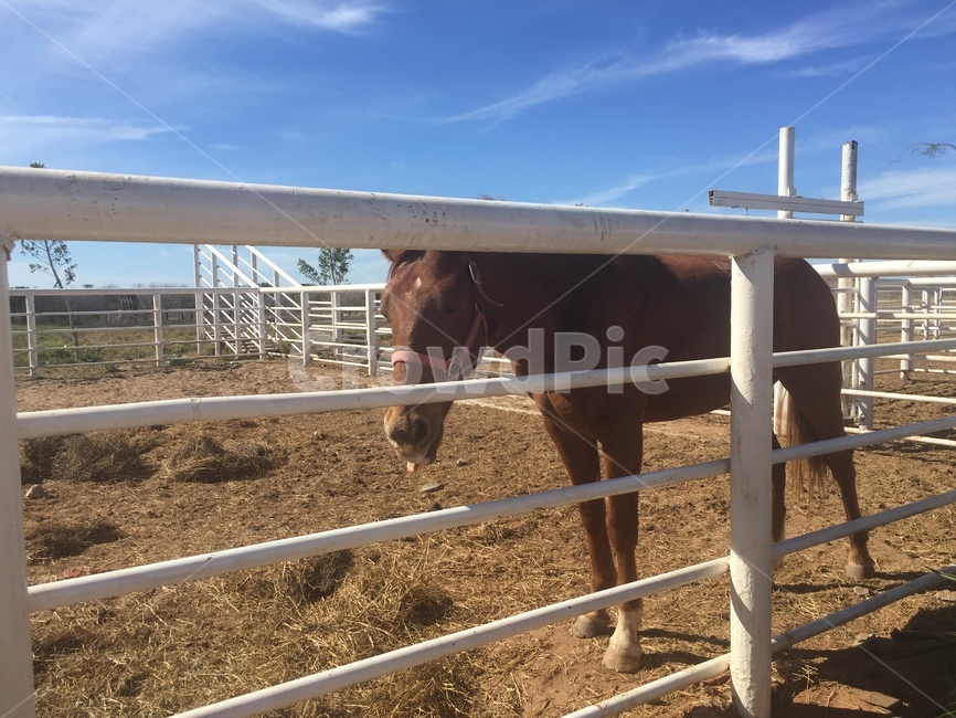 말,horse,하늘,sky,동물,animal,농장,farm,시골,countryside