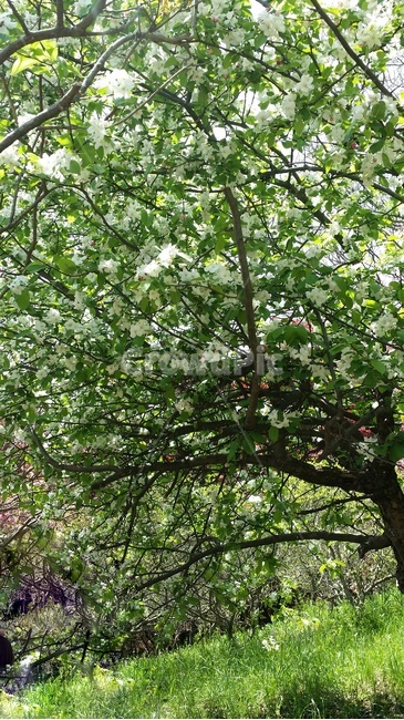 흰꽃,꽃놀이,봄,봄꽃,꽃나무,식물,자연,plants,nature,꽃,flower