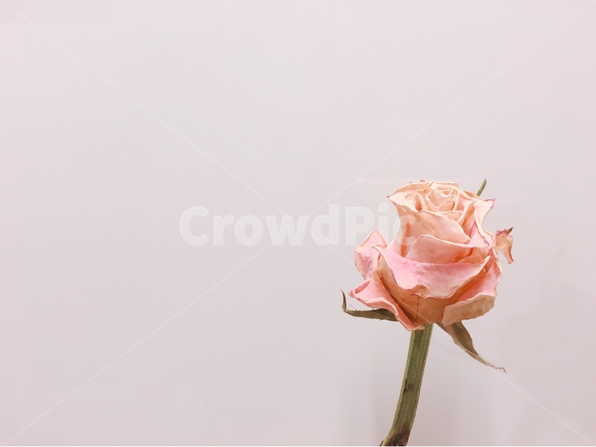 장미,말린장미,꽃,말린꽃,드라이플라워,장미한송이,꽃,flower