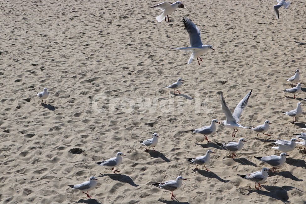 부산갈매기,바닷가의갈매기,갈매기떼,갈매기,바닷가,동물,animal,조류,새,birds