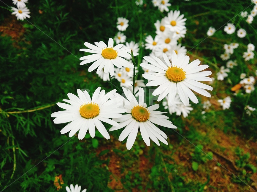 꽃,식물원,flower,bloom,데이지,흰꽃