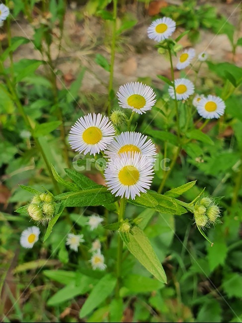 계란꽃,개망초,풀꽃,들꽃,풀,꽃,들풀,봄꽃,여름꽃,접사,식물,자연,plants,nature,꽃,flower