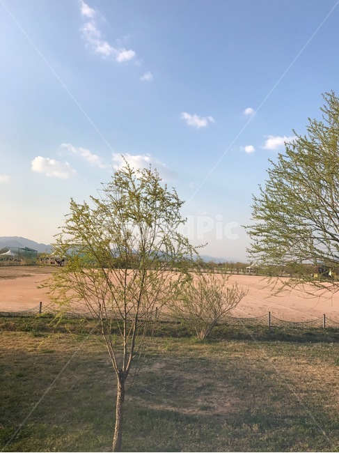 자연,구름,나뭇가지,nature,sky,봄,잎사귀,자연,풍경,nature,landscape,식물,plants,나무,trees,wood,ground,바닥,tree,plant