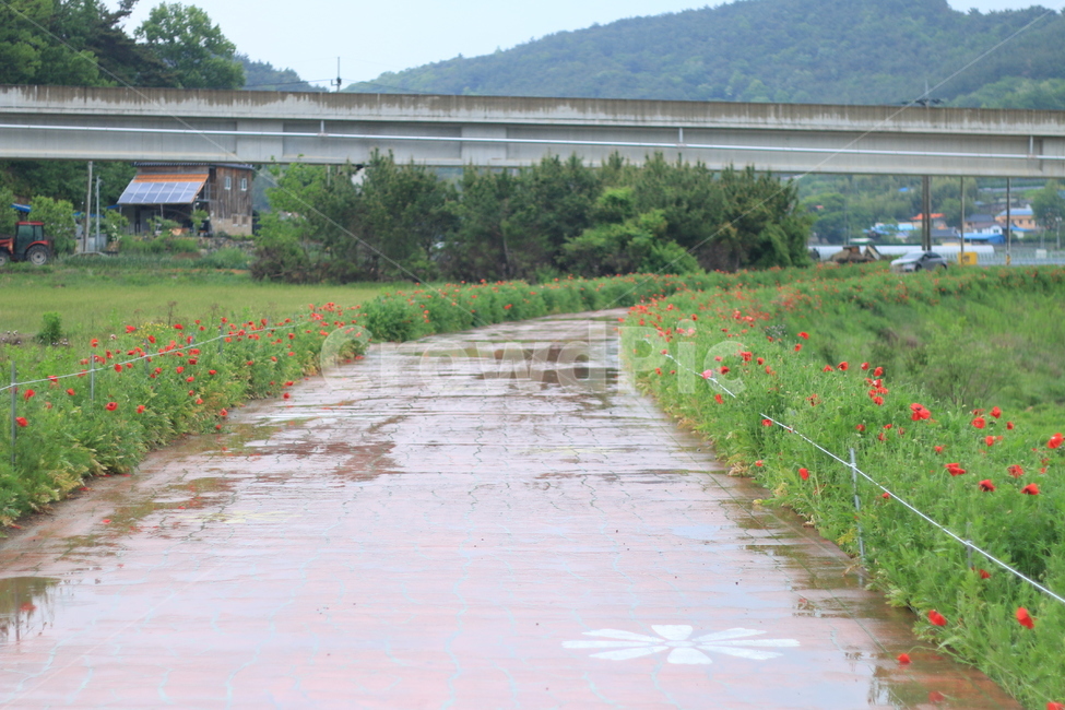 여름,시작,양귀비,위안,꽃,시골,마을,풍경,landscape,country,rural,town