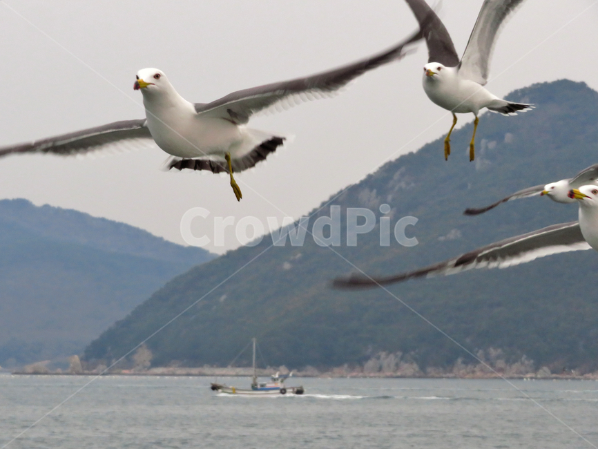 seagull,sea,bird,animal,갈매기,비행,바다,날개,새,바다새,동물,조류,wing,flight