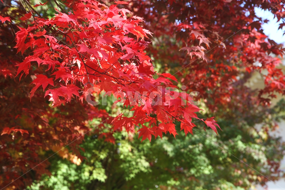 가을풍경,가을,단풍나무,단풍잎,감성사진,가을,계절,fall,autumn,season,식물,자연,plants,nature,plant,leaf,잎,tree,나무,maple,단풍