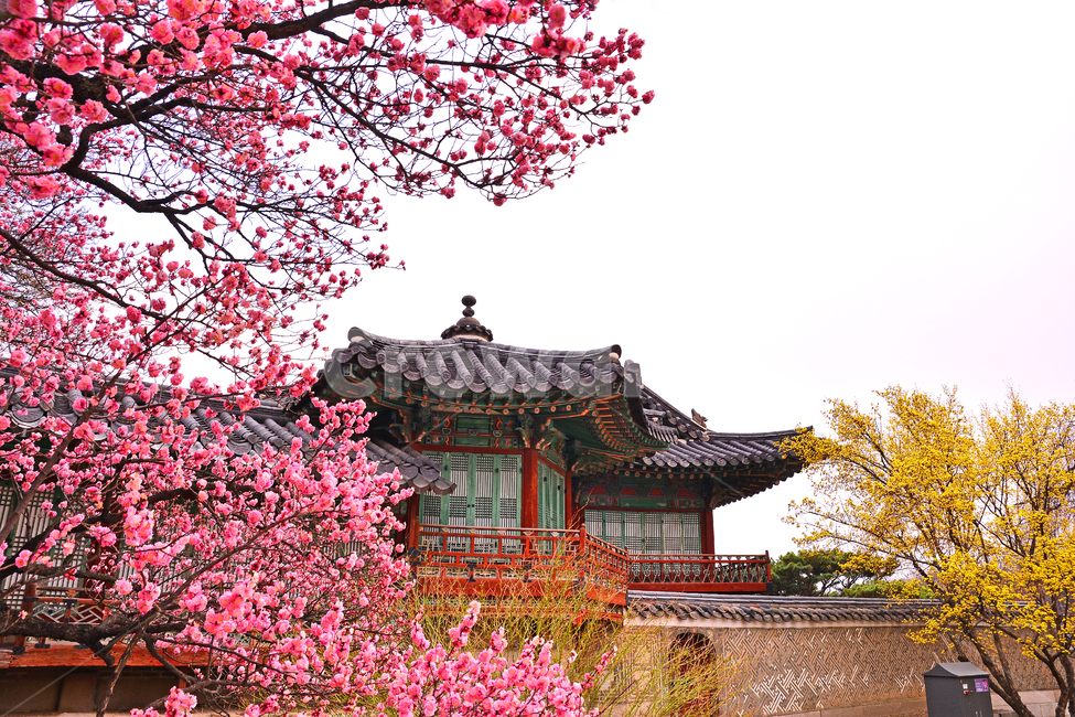 pink,ancientpalace,house,building,spring flowers,red plum blossom,spring,Changdeokgung Palace,season,plum blossom,tradition,tiled house,Palace,Korean,House,korean,seoul,Joseon Dynasty,traditional,Cornus officinalis,background,stonewall,old palace,fence,Ko